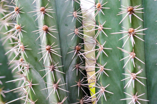 istock abstract background textuer of Cactus succulent plant 921231452