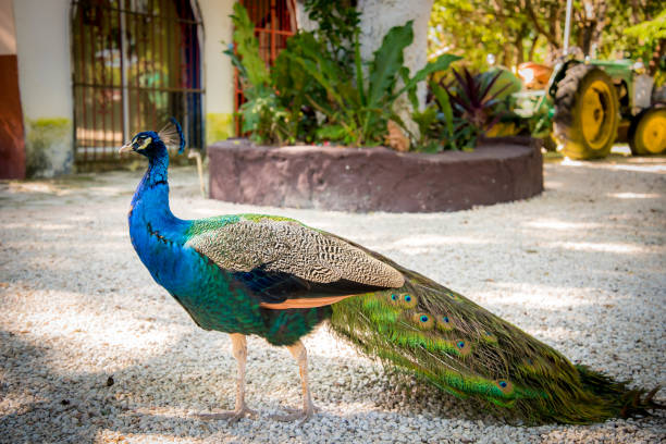 Peacock in Mexico stock photo