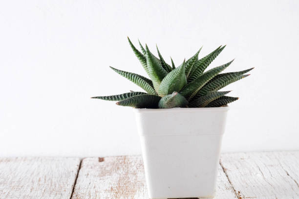 istock succulents or cactus in concrete pots over white background on the shelf 921233508