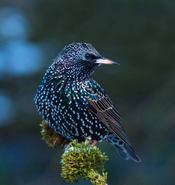 Starling stock photo