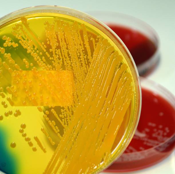 istock E. coli , CPO, superbug and biofilm organism 921236706