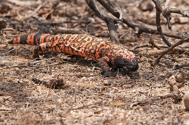 istock Gila Monster.  Saguaro National Park, Arizona 92123715