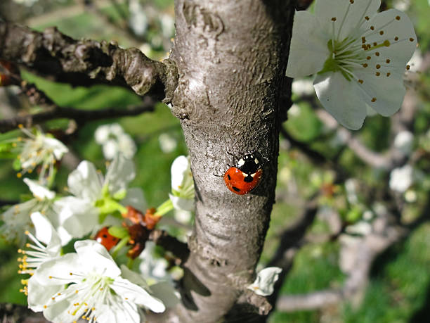 てんとう虫#4 - ladybug insect leaf beetle ストックフォトと画像