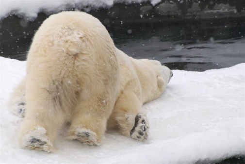 Polar bear on a snowy day rubbing his stomach on the ice