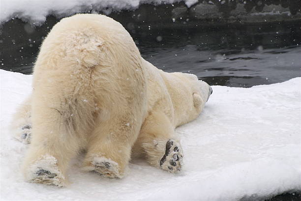 Playful Polar Bear rubbing stomach on ice stock photo