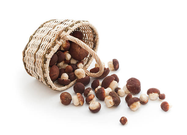 istock Overturned basket of cepe mushrooms 92124256