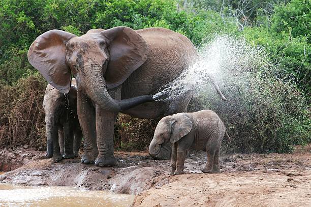 A mother elephant spraying water past her baby elephant