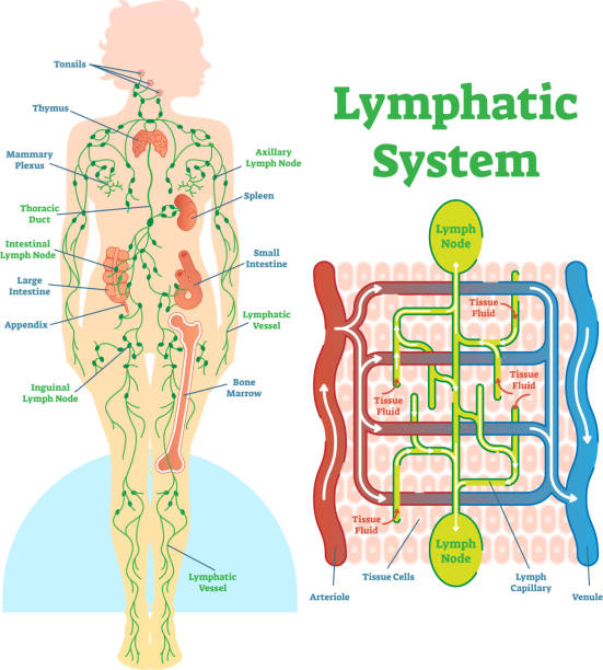 illustrazioni stock, clip art, cartoni animati e icone di tendenza di diagramma di illustrazione vettoriale anatomica del sistema linfatico, schema medico educativo. - lymph node