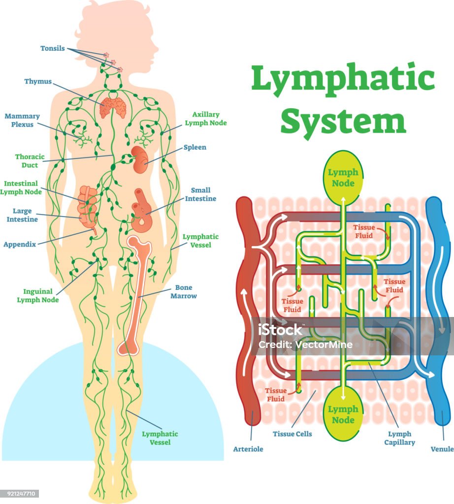 Lymphatic system anatomical vector illustration diagram, educational medical scheme. Lymphatic system anatomical vector illustration diagram, educational medical scheme with lymph nodes and tissue fluid circulation flow. Lymphatic System stock vector