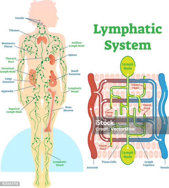 Lymphatic System Anatomical Vector Illustration Diagram Educational Medical Scheme Stock Illustration - Download Image Now