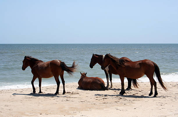 cavalos selvagens de assateague na praia, em maryland - horse animals in the wild water beach imagens e fotografias de stock