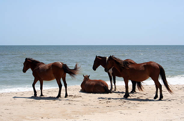 дикие лошади на пляже в ассатег, мэриленд - horse animals in the wild water beach стоковые фото и изображения