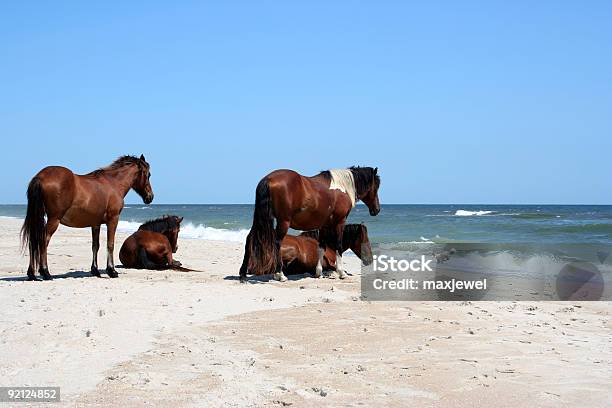 Photo libre de droit de Chevaux Regarder Un Chien Sur La Plage Dans Le Maryland banque d'images et plus d'images libres de droit de Animaux à l'état sauvage