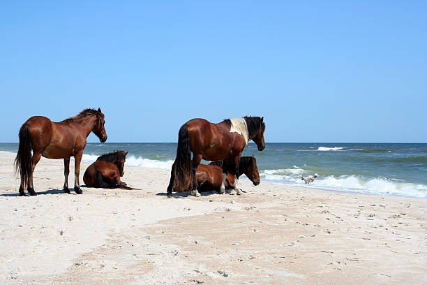 istock Horses watching a dog on the beach in Maryland 92124852
