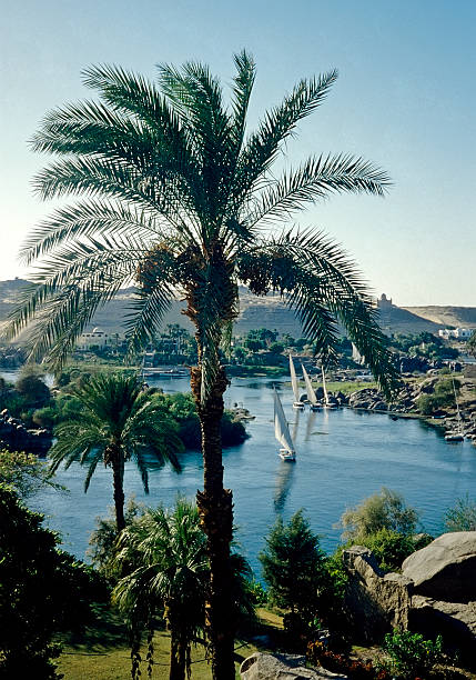 Nile's felucca