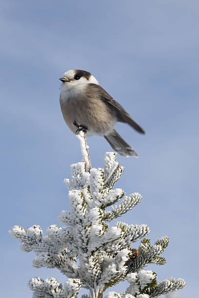 Canada Jay on Spruce Tree at top of Mount Pierce stock photo