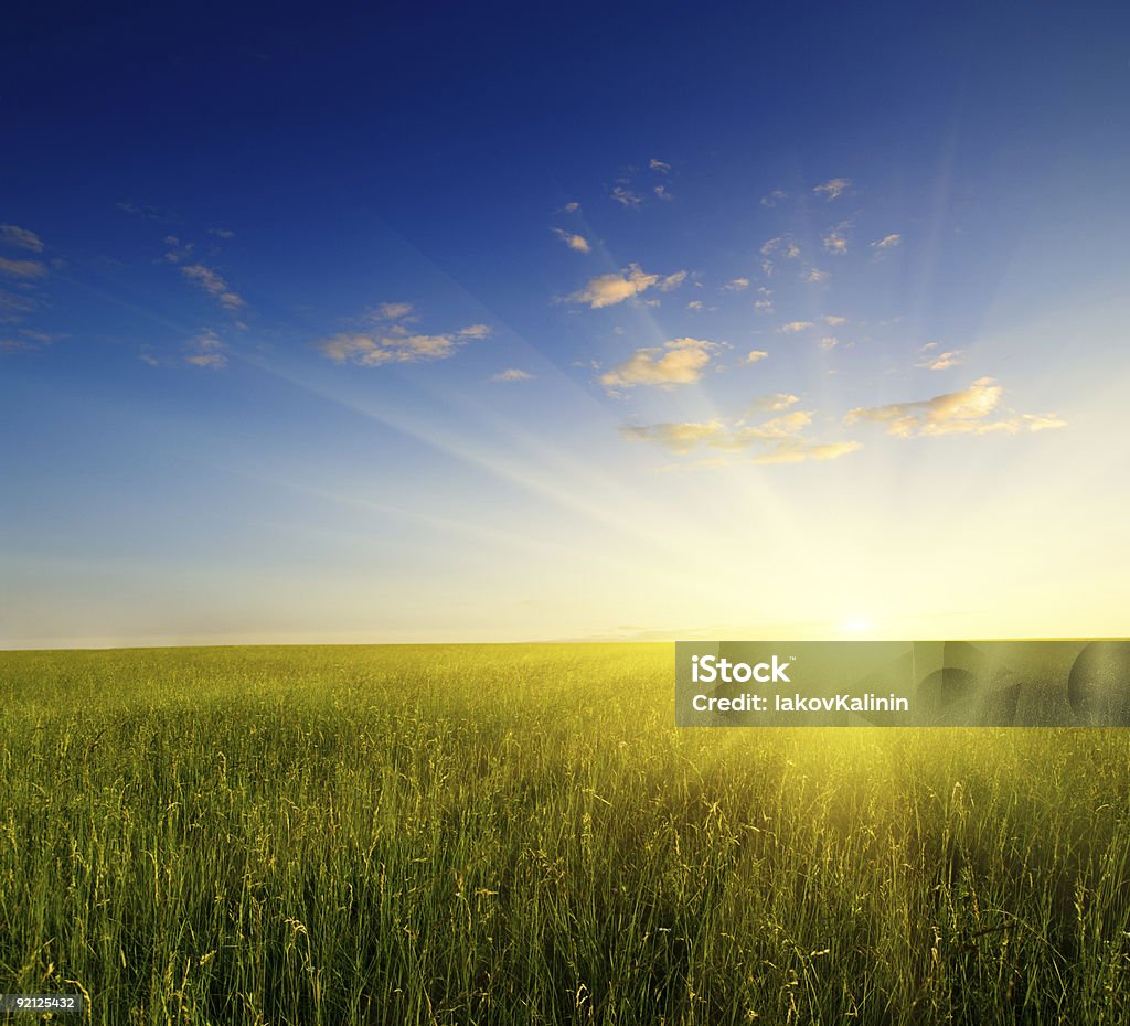 Campo di erba e tramonto - Foto stock royalty-free di Agricoltura