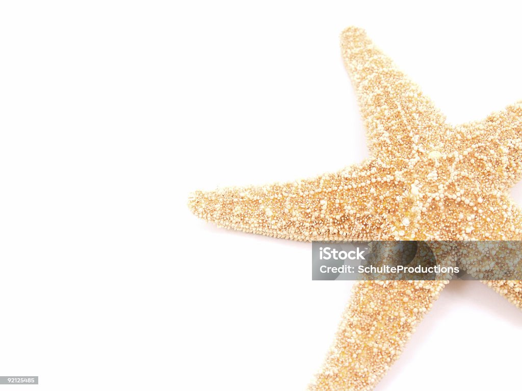 Estrella de mar - Foto de stock de Blanco - Color libre de derechos