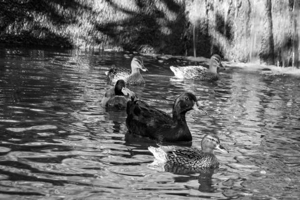 Flock of ducks