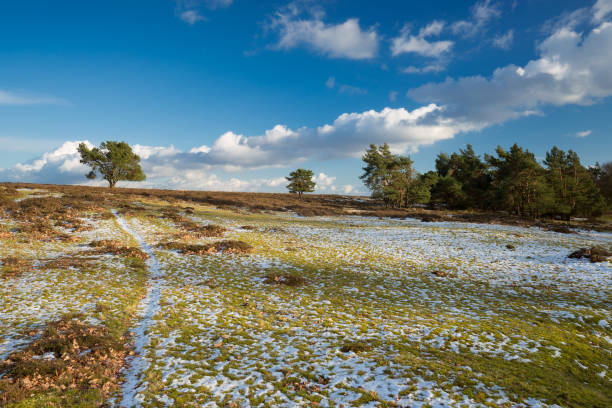 istock Winter in national park the Veluwezoom. 921257730