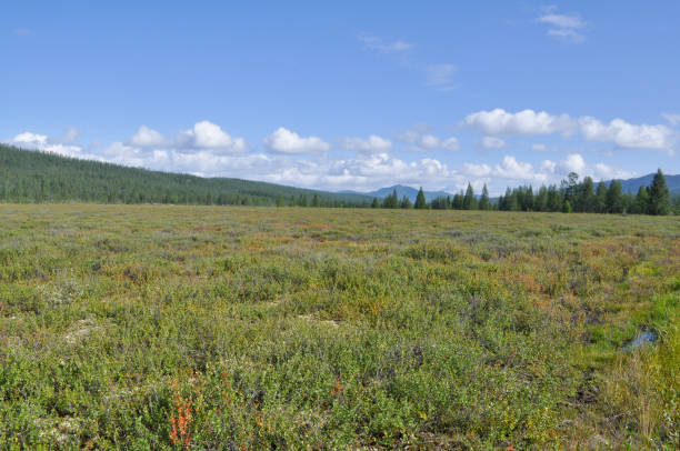 istock Landscape Yakutian tundra 921257980