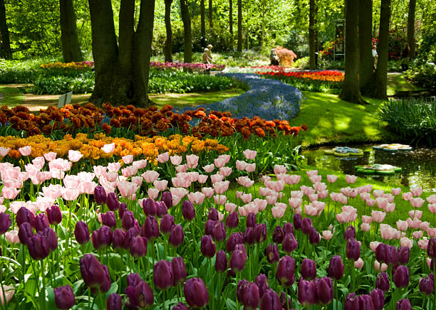 весна в парке - показ сад стоковые фото и изображения