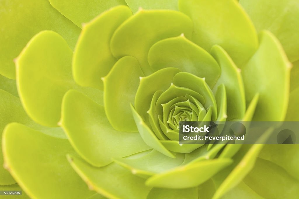 Belo abstrato verde suculentos Cactus - Foto de stock de Abstrato royalty-free