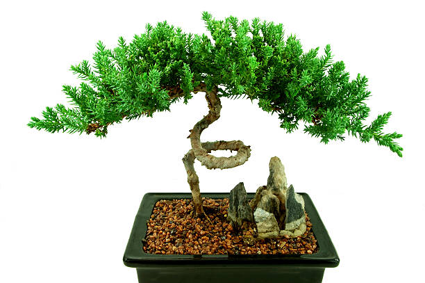 Bonsai tree stock photo