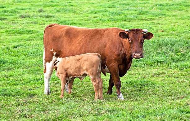 istock Cow and calf on a meadow 92126464