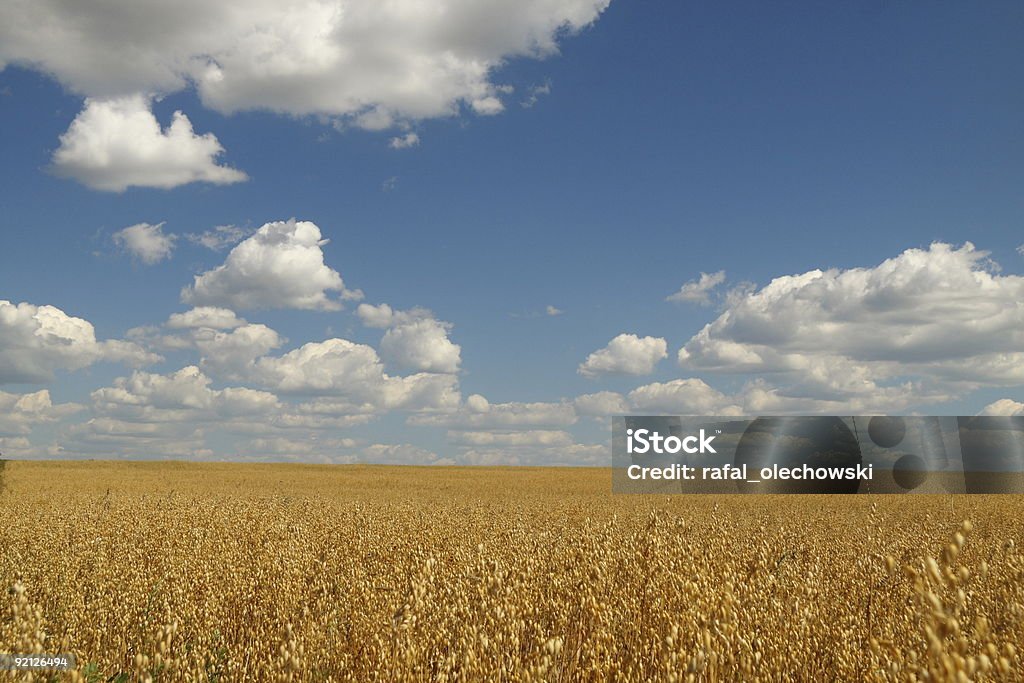 Golden Hafer Feld über blauen Himmel - Lizenzfrei Agrarbetrieb Stock-Foto