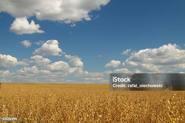 Golden Hafer Feld Über Blauen Himmel Stockfoto und mehr Bilder von Agrarbetrieb - Agrarbetrieb, Agrarland, Blau