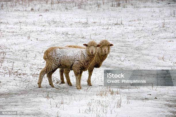 Foto de De Cena Neve e mais fotos de stock de Animal de Fazenda - Animal de Fazenda, Austrália, Chuva congelada