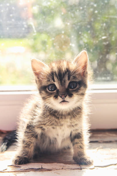 istock kitten sits opposite the window in the backlight of the sun 921266992