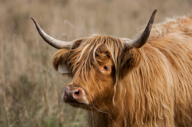 istock Long horn highland cows in a field. 921266998