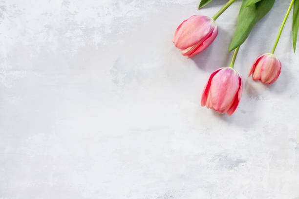 istock Pink tulip flower background. Top view with copy space. 921267094