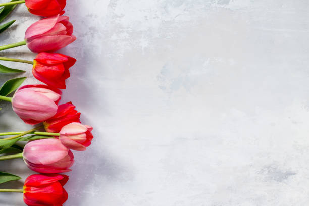 Red and pink tulips flower background. Top view with copy space.