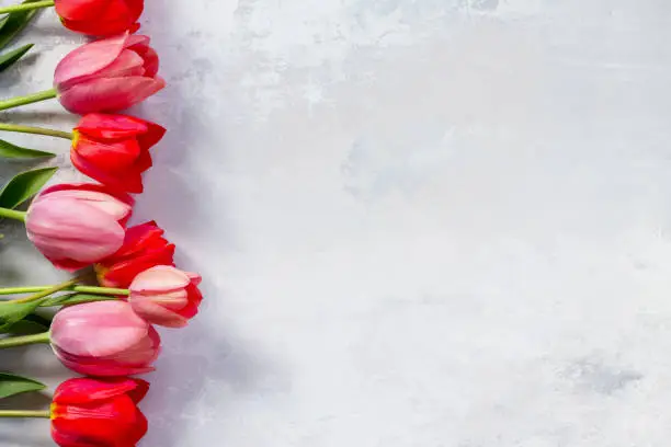 Photo of Red and pink tulips flower background. Top view with copy space.