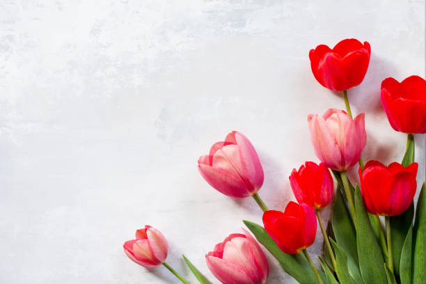istock Red and pink tulips flower background. Top view with copy space. 921267106