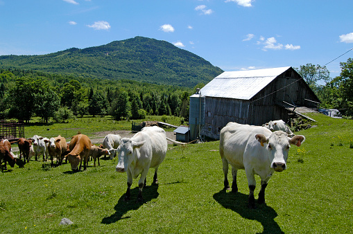 Cows grassing at the farm with a barn in background,Quebec, Canada.