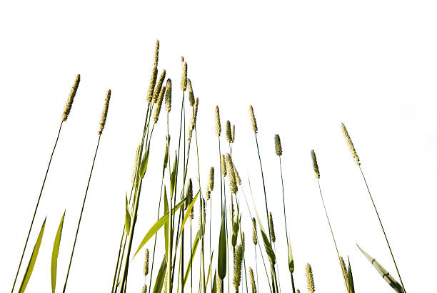 istock Tall green grass isolated against white background 92126712