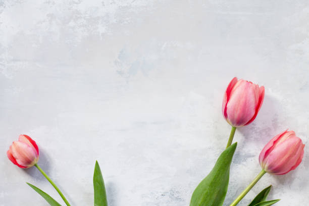 istock Pink tulip flower background. Top view with copy space. 921267142