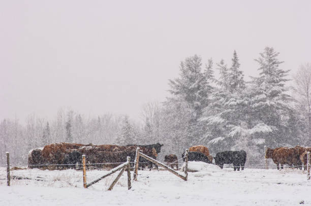 istock A herd of cows in winter 921267166