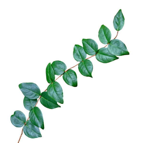 istock Close up of plant 921267448