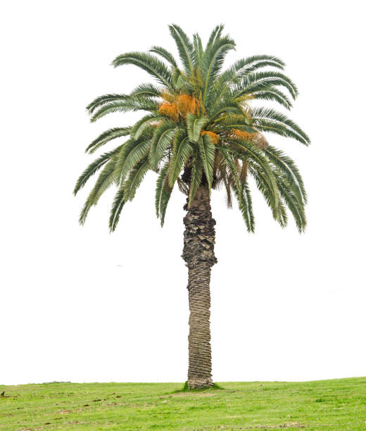 istock Close up of Date palm 921267482