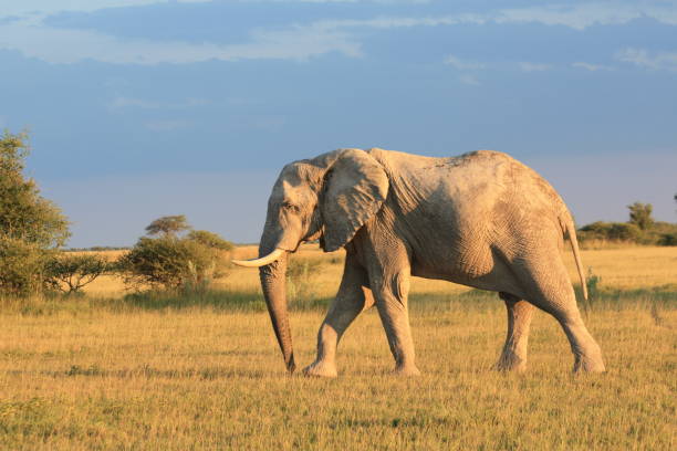 istock Elephant bull at sunset in Nxai Pan, Botswana 921267492