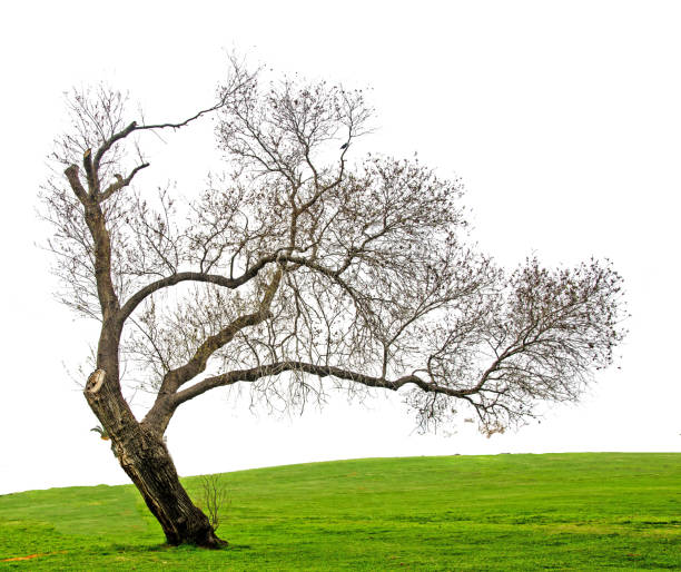сухое дерево изолировано на белом фоне - sky sun grass tree стоковые фото и изображения