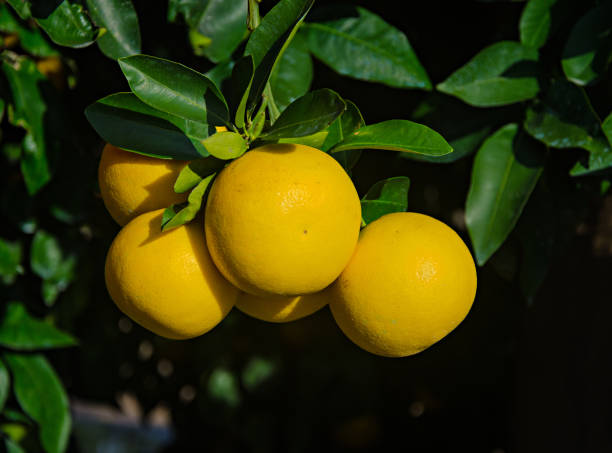 close up of ripe grapefruits close up of ripe grapefruits brown soft scale insect stock pictures, royalty-free photos & images