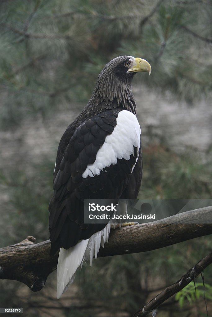 Steller's Sea Eagle  Animal Stock Photo