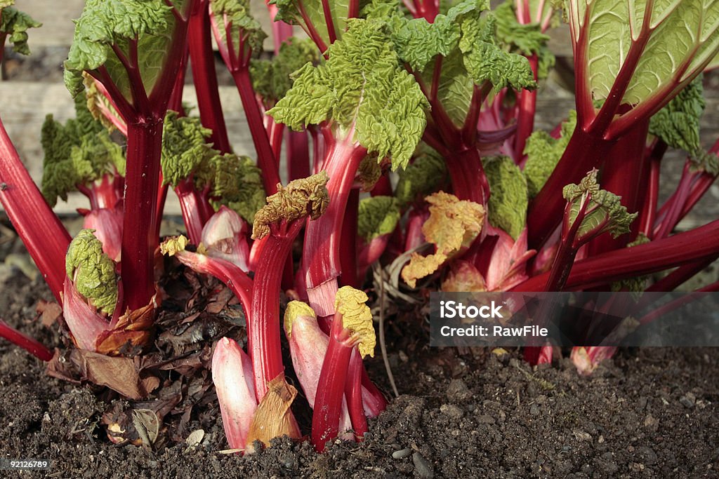 Rhubarb plant  Rhubarb Stock Photo