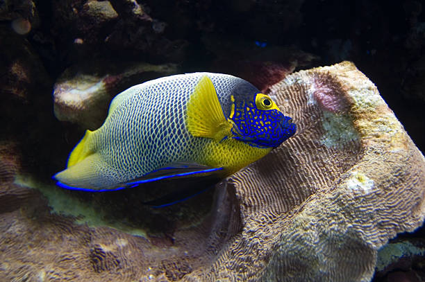 peixes do recife - euxiphipops navarchus - fotografias e filmes do acervo
